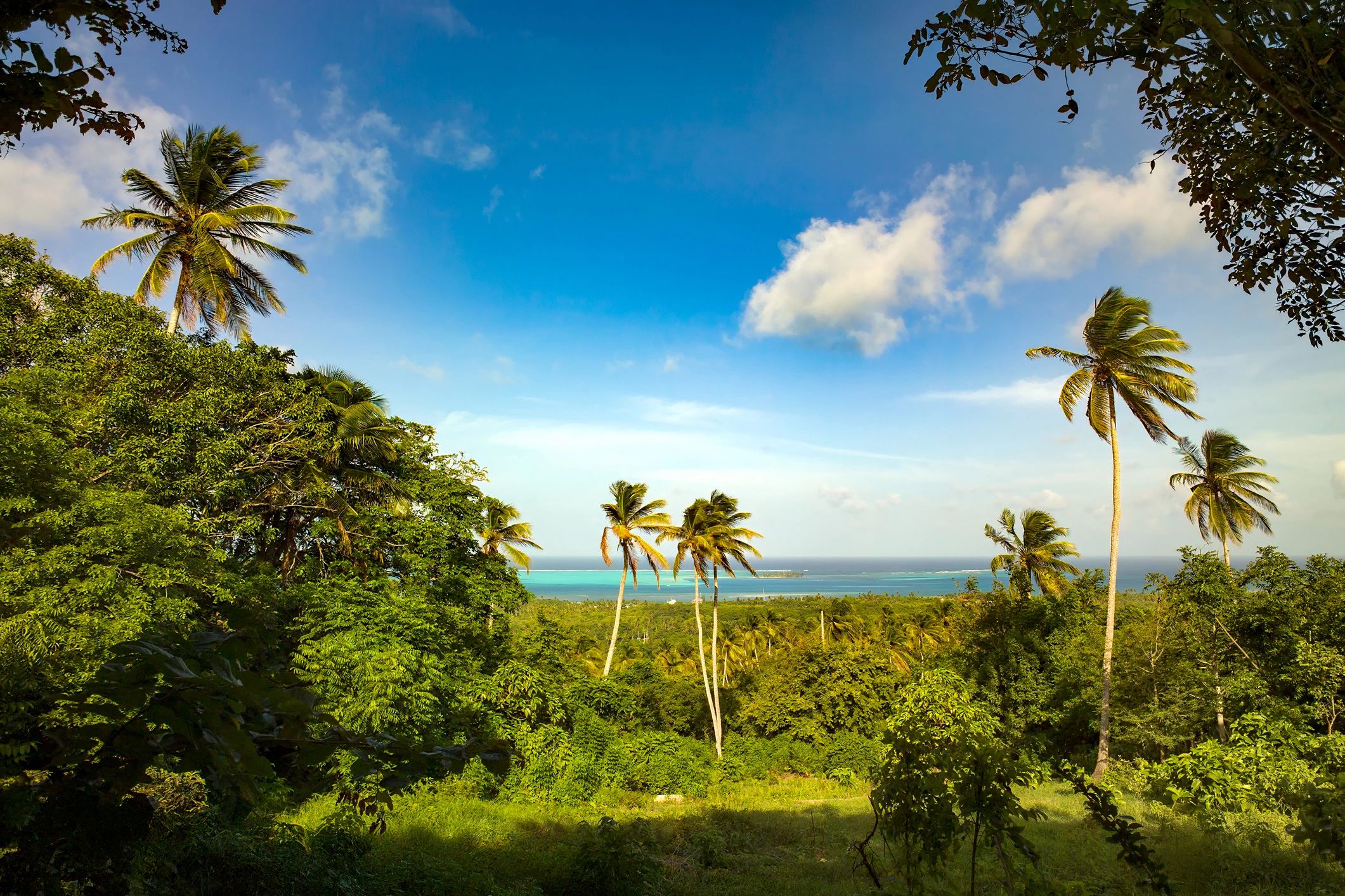 Palm-lined tropical beach with vivid turquoise water